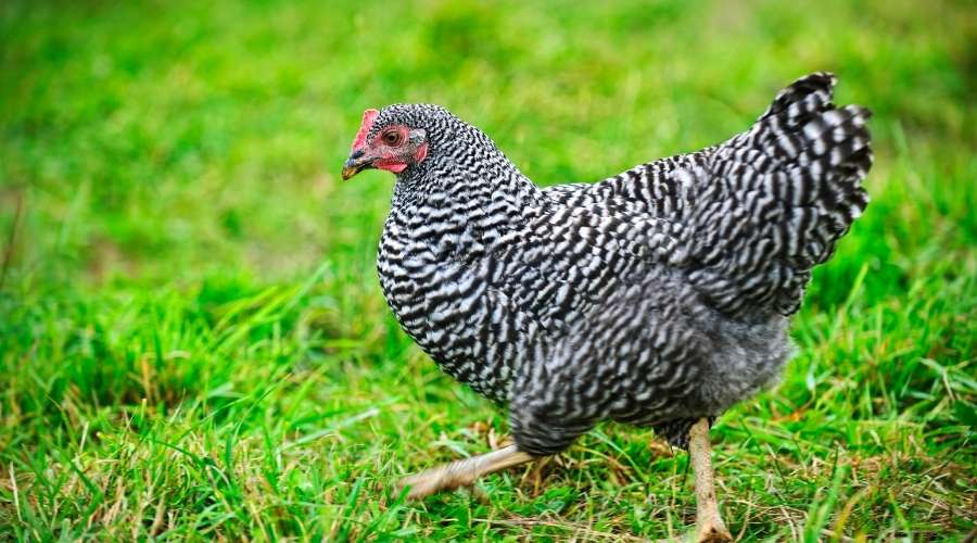 Stopping Respiratory Infections In Chickens