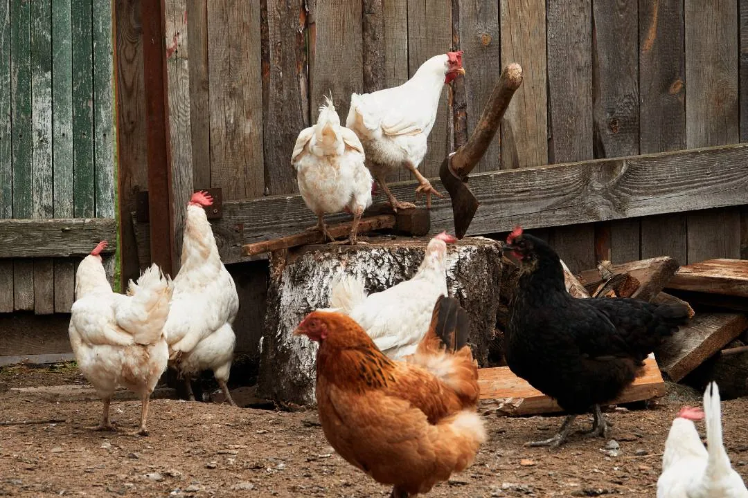 How To Invest In Poultry Farming