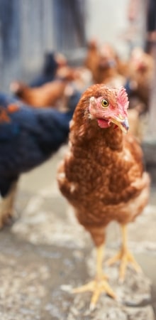 Simplify Your Farm, Simplify Your Life Simplify Your Farm, Simplify Your Life