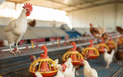 Simplify Your Farm, Simplify Your Life Simplify Your Farm, Simplify Your Life